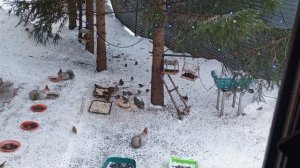 доброе утро зоопарк