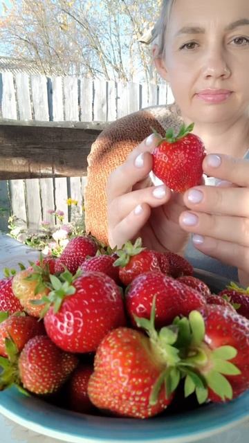 Клубника осенью в Сибири