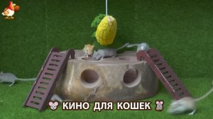 Видео для кошек про крысок развлекать питомцев 🐭🐀😂 (406)