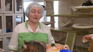 Ищу тебя, хозяин