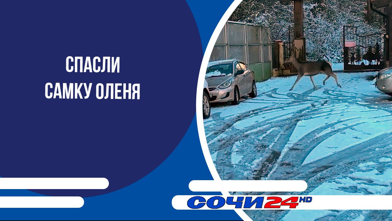 В Сочи спасли самку оленя, оказавшуюся на проезжей части