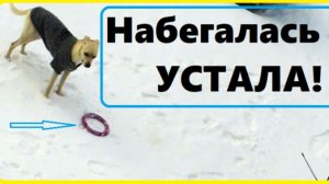 Собачка знает...