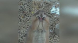 Смешные собаки, кошки и другие животные (ч. 4)