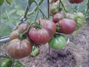 Каталог томатов на 2026 год. Новинки 2025 года. Часть 8. СКИДКИ на СЕМЕНА!  т. 89229284031