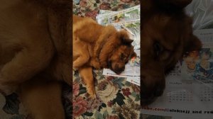 жадная королевишна