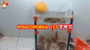 Крысоловка вариант (160) 🐀 Как сделать крысоловку своими руками и поймать кучу крыс 🐀🐁🐀