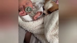 Кавалер Кинг Чарльз спаниель и маленькие дети 🐶👼