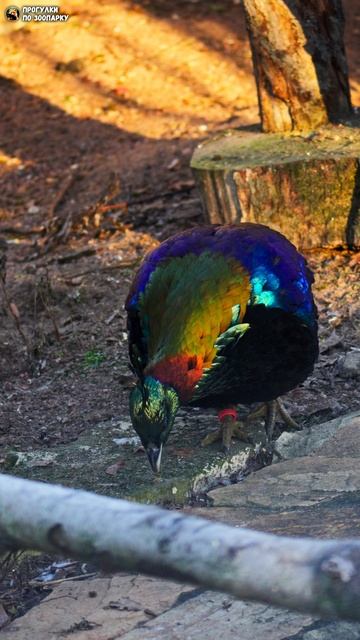 Гималайские маналы. Ленинградский зоопарк