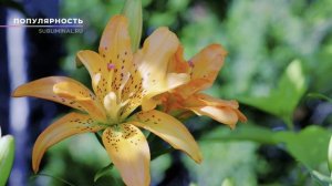 Стать Звездой. Получить Громадную Популярность, Грандиозный Успех, Признание и Добрую Славу.