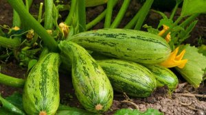 Где я выращиваю кабачки и тыкву. Всегда отличный урожай. Серия 1