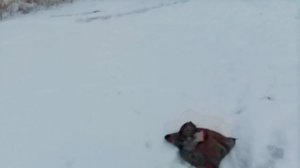 VID_20251217_111601~2.mp4 рыбалка первая щучка на живца🎣🐶