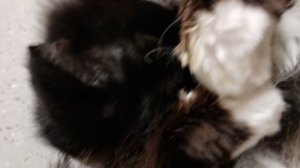 Сон в зимний день.
😄Попробуйте разбудить!