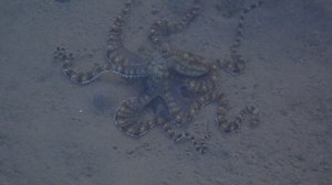 Мимический индонезийский осьминог (Thaumoctopus mimicus).