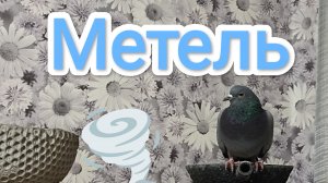 18-12-2025. Метель / Голос почти восстановился.