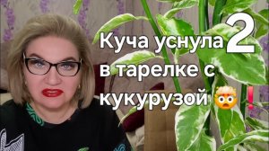 Куча уснула в тарелке с кукурузой 🌽 ❗️