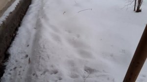 Тишка на улице.