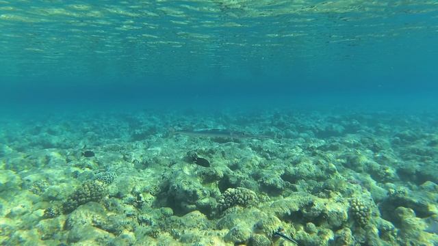 2025-11-22_083634 Рыбки Луциан золотистый