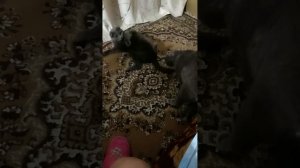 Девчонки дружною толпой ходили пить на модопой😻