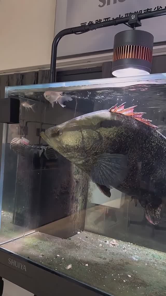 Гигантская рыба‑мандаринка смотреть онлайн