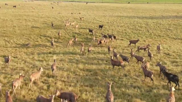 Мушкино. Оленья ферма