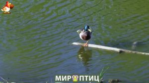 Мир птиц – красота и грация пернатых созданий Природы 🦩🦚🦜 Выпуск (422) 🦉🐦🐤