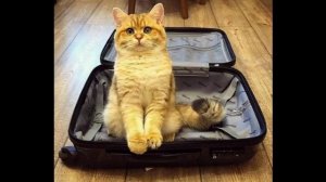 Мой теплоход отходит в два 1в 2дб (панк) - стихи Виктора Левашова.