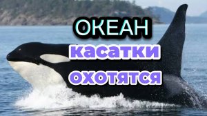 Дикая природа. Касатки охотятся