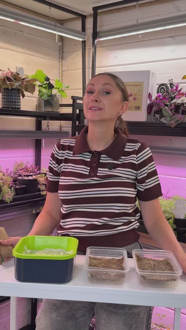 Почему стоит посеять микрозелень за неделю до Нового года смотреть онлайн