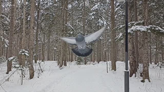 Прогулка по заснеженному парку. Южно-Сахалинск.mp4
