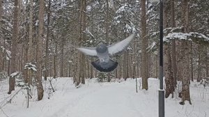 Прогулка по заснеженному парку. Южно-Сахалинск.mp4