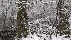 Новый Бобрик 20 кг. Охота на бобра, ловля бобра зимой, зимняя охота, как поймать бобра