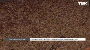 Разбросанный крысиный яд вокруг контейнеров: как проводят масштабную дератизацию в Красноярске