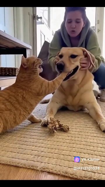 Приколы с животными