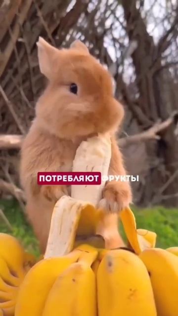 Новичку в тренажерном зале. Часть 14.