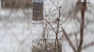 Воробьи пухлявые на деревьях. #птицы