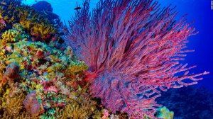 Морская змея в поиске добычи.