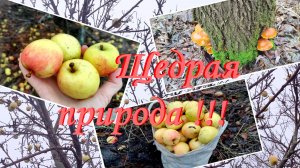 Щедрая природа не перестает нас удивлять и  одаривать своими дарами!!!