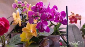 😱🤦♀девочки у меня нет слов!! Заароматила орхидея  PF -5022 (пелорик) !!аромат не передать словами