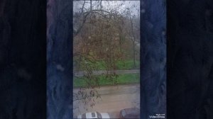 Наше с 🐈🐈🐈 утро ☕💻☁️+3