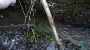 норка в капкане, капкан  на норку, ловля капканами, как поймать / mink in a trap, trapping by traps