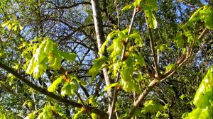 Весенний дубок. Молодые нежные листья.