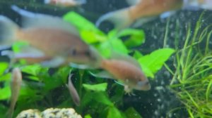 Крепкая рыбья семья