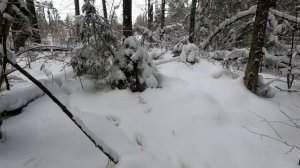 Новый обход охотничьих угодий, испытание снегоступов