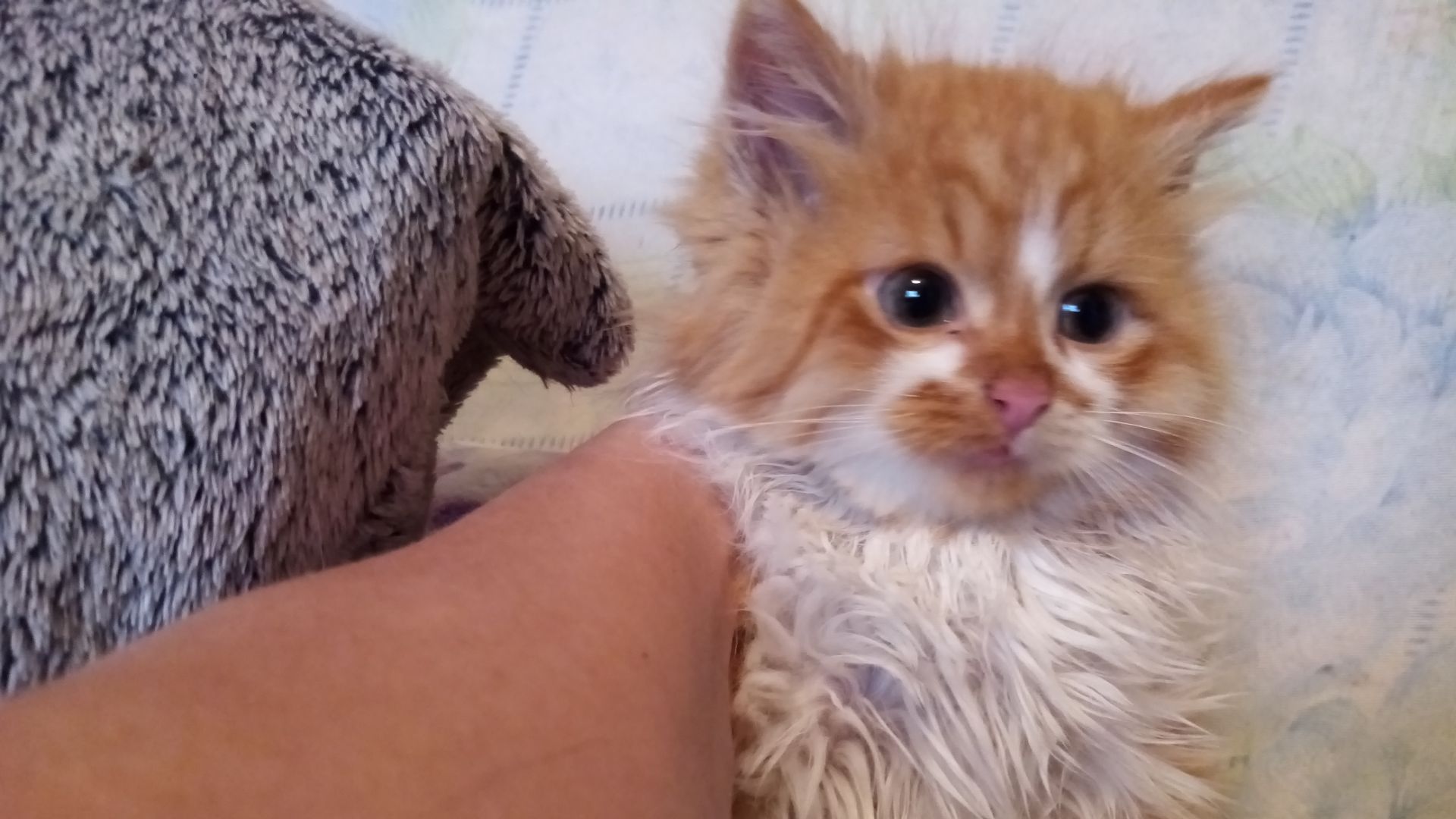 Трусливый котенок Кузя обрел семью!