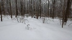 Проверка капканов на куницу. Обход путика. Мыши лютуют.