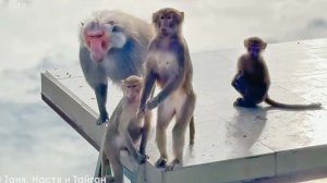 ДОМ2. Самцы напряжены, Дед не ловит мясо... Пэдро в печали.. Гамадрилы сами не свои, гостям не рады.