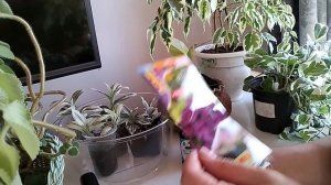 Рассадный  сезон 2026. Начинаем посевную.