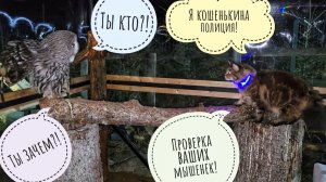 Кошка Морошка зашла в гости к сове Кофи. Кофи удивлён. О планах на выходные: Белобока и Орхидиум