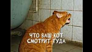 КОТ. ПАМЯТКА.  "Записи об аномалиях от К.О.Н.Т.У.Р." №89, ЗАПИСЬ 080.