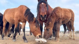 ВЕРИГИНСКИЕ КОНЮШНИ. Выбираем жеребят. 2 часть